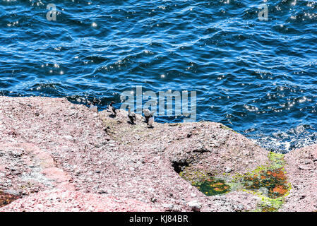 Viele Trottellummen schwarze Vögel thront auf Strand ufer Rock an der Trocknung auf die Insel Bonaventure in Gaspe Halbinsel, Quebec, Gaspesie Region mit funkelnden wa Stockfoto