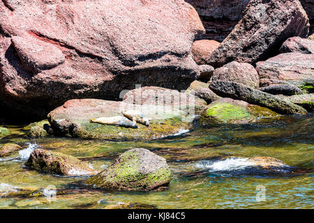 Beach Cove in Insel Bonaventure in Québec, Kanada in Gaspe, Gaspesie Region mit Nahaufnahme von zwei graue Dichtungen ruht auf Rock mit roten Blutkörperchen Stockfoto