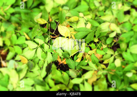 Grüne Blätter auf dem Boden liegend mit absichtlichen defokussierten Vignette um die Kanten der Natur Hintergrund Stockfoto