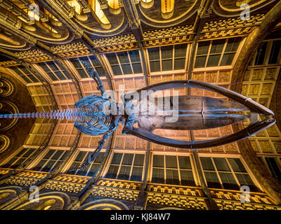 Blauwal Skelett namens Hoffnung, in der Hintze Halle hängen, Natural History Museum, London, UK. Stockfoto