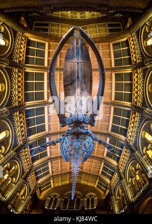 Blauwal Skelett namens Hoffnung, in der Hintze Halle hängen, Natural History Museum, London, UK. Stockfoto