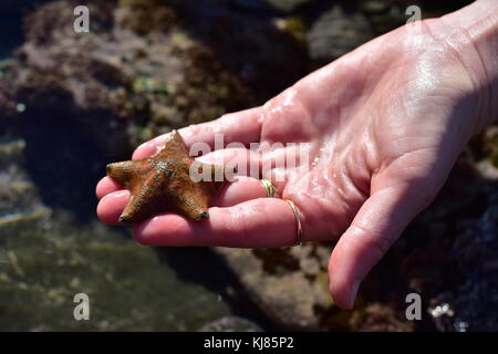 Blass orange cushion Sea Star Patiriella regularis in nassen Hand. Stockfoto