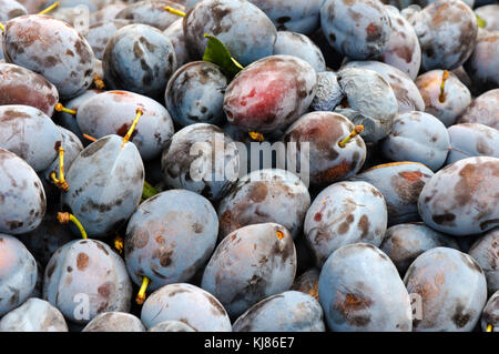 Bio Pflaume in der Full Frame Stockfoto