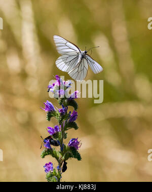 Der aussterbende britische Schmetterling The Black Veined White Aporia cratagegi auf dem Flug in der spanischen Landschaft über einen Blumenkopf in Riaza in Zentralspanien Stockfoto