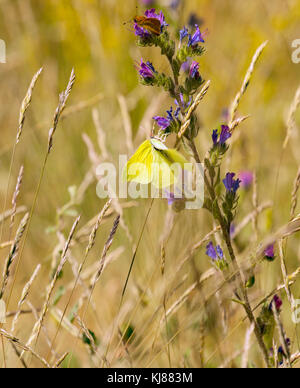 Zitronenfalter Gonepteryx rhamni auf Blume Kopf in der englischen Landschaft England Großbritannien Stockfoto