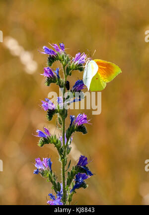 Gonepteryx cleopatra Cleopatra Schmetterling in der Sonne auf der Viper bugloss Blume in der spanischen Landschaft Spanien Stockfoto