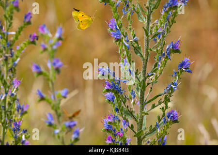 Getrübt gelben Schmetterling Colias crocea im Flug seltene Sommer Besucher auf den Britischen Inseln Stockfoto