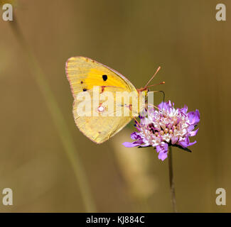 Getrübt gelben Schmetterling Colias crocea seltene Sommer Besucher auf den Britischen Inseln Stockfoto