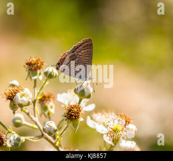 Long-tail Blauer Schmetterling Lampides boeticus auf Brombeere Blüte Riaza, Segovia, Spanien Stockfoto