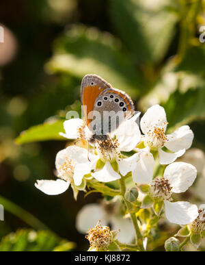 Chestnut Heide Coenonympha glycerion Schmetterling am Dornbusch Blüte in der spanischen Landschaft in Riaza in Zentral Spanien Stockfoto