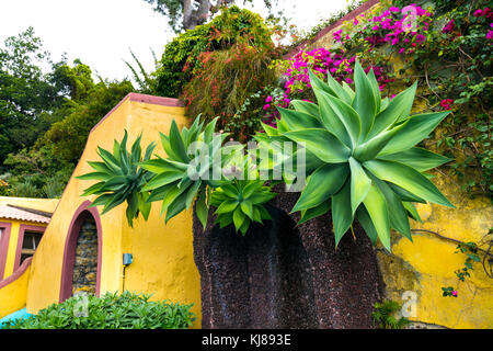 Agave attenuata Pflanzen im Botanischen Garten (Jardim Botânico da Madeira), Madeira, Portugal Stockfoto
