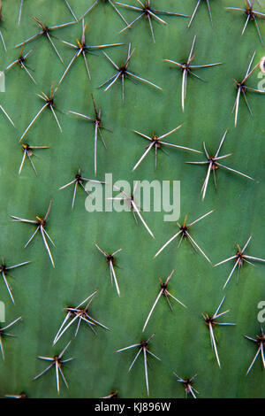 Opuntia ficus-indica Cactus close-up an der Botanische Garten (Jardim Botânico da Madeira), Madeira, Portugal Stockfoto