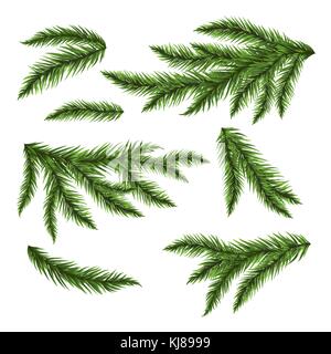 Pine Tree Branches isoliert auf Weiss. Vector Illustration. Stock Vektor