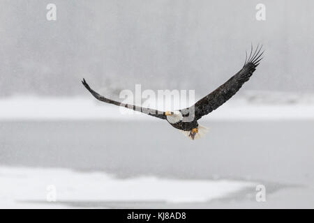 Weißkopfseeadler, der mit Lachskarkasse im Chilkat bald Eagle Preserve im Südosten Alaskas fliegt. Stockfoto