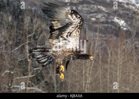 Rehabilitierte Jungadler (Haliaeetus leucocephalus) wird im Chilkat bald Eagle Preserve in Südost-Alaska freigesetzt. Winter. Nachmittag. Stockfoto