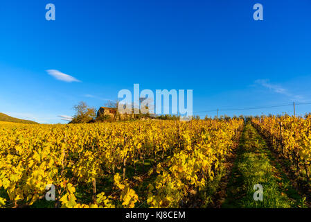 Weinberge im Herbst in der Toskana, Chianti, Italien Stockfoto