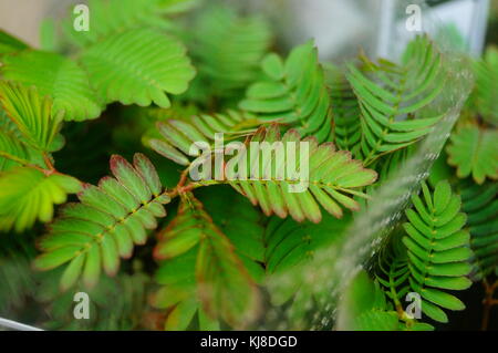 Mimosa ist eine besondere Blume Pflanze im Garten, angezeigt. Stockfoto