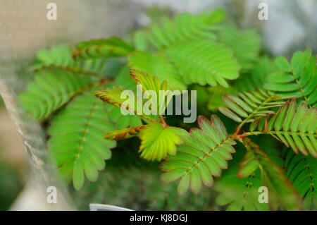 Mimosa ist eine besondere Blume Pflanze im Garten, angezeigt. Stockfoto