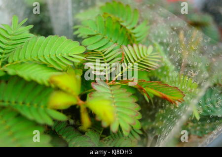 Mimosa ist eine besondere Blume Pflanze im Garten, angezeigt. Stockfoto