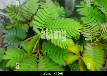 Mimosa ist eine besondere Blume Pflanze im Garten, angezeigt. Stockfoto