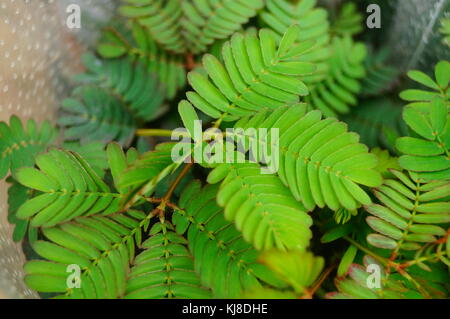 Mimosa ist eine besondere Blume Pflanze im Garten, angezeigt. Stockfoto