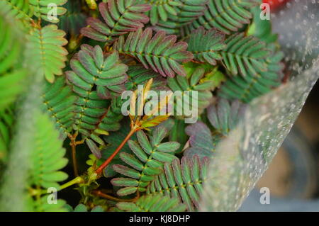 Mimosa ist eine besondere Blume Pflanze im Garten, angezeigt. Stockfoto