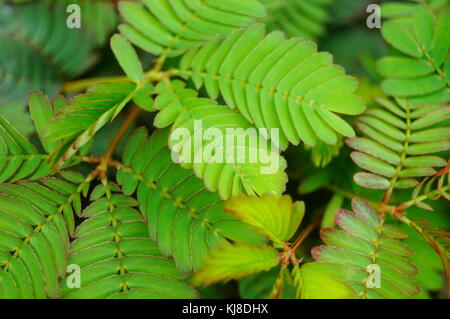 Mimosa ist eine besondere Blume Pflanze im Garten, angezeigt. Stockfoto
