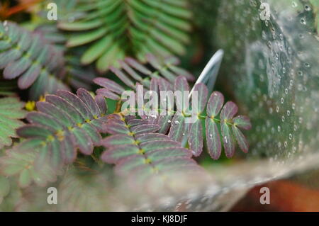 Mimosa ist eine besondere Blume Pflanze im Garten, angezeigt. Stockfoto