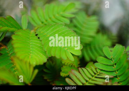 Mimosa ist eine besondere Blume Pflanze im Garten, angezeigt. Stockfoto