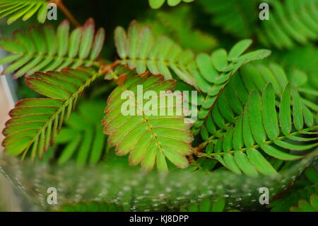 Mimosa ist eine besondere Blume Pflanze im Garten, angezeigt. Stockfoto