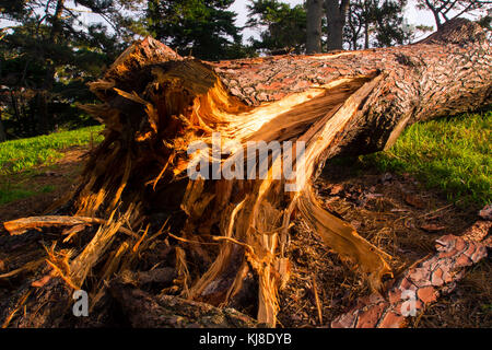 Nahaufnahme eines gebrochenen Baum Stockfoto
