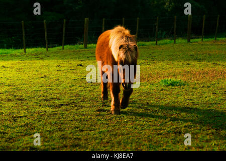 Braun Pony auf einer Wiese Stockfoto