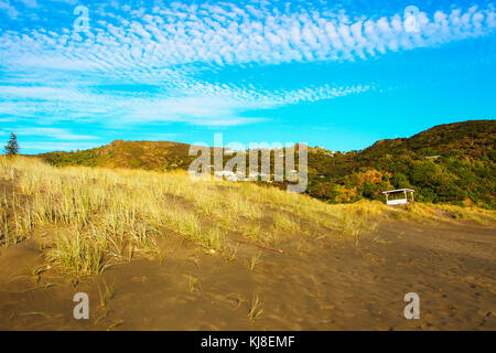 Piha Beach, Auckland, Neuseeland Stockfoto