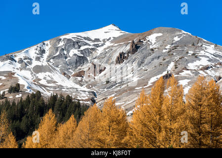 Western Lärchen und cusick Berg in Oregon Wallowa Mountains. Stockfoto