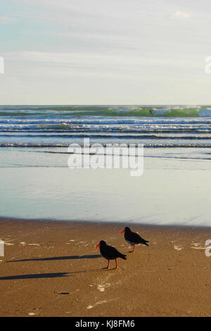 Ein paar Austernfischer auf der Suche nach Essen am Strand Stockfoto