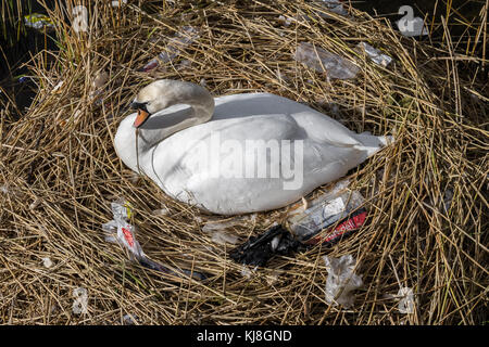 Mute swan mit neu gebauten Nest mit Kunststoff Umweltverschmutzung auf Kanada Wasser Teich in South East London, UK umgeben. Stockfoto