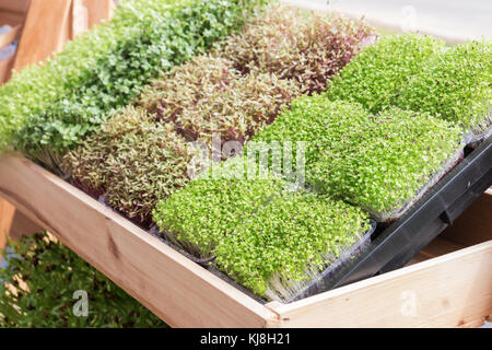 Ein Foto von Jungpflanzen oder Sonnenblumensprossen im Kindergarten-Tablett Stockfoto