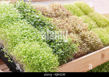 Ein Foto von Jungpflanzen oder Sonnenblumensprossen im Kindergarten-Tablett Stockfoto