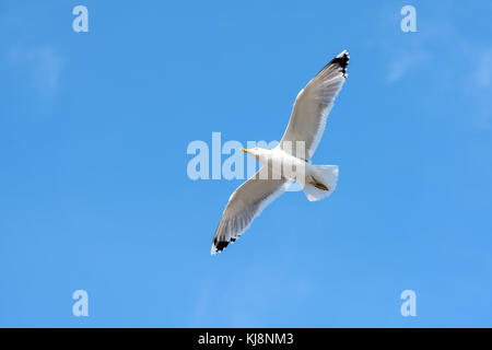 Fliegende Möwe am blauen Himmel. Stockfoto