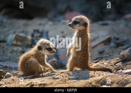 Zwei sehr junge erdmännchen Pups stehend auf dem Sand (suricata suricatta) Stockfoto