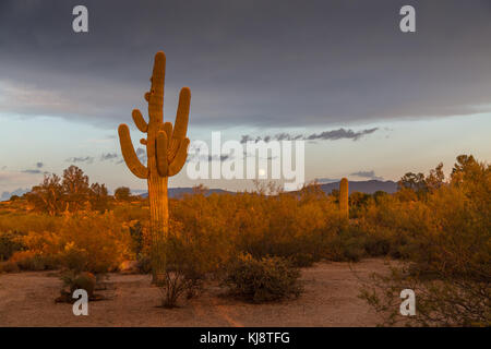 Kaktus Landschaft, Saguaro (carnegiea gigantea), Abendlicht mit Vollmond, Nationalpark, Tucson, Arizona, USA Stockfoto