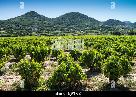 Weinberg Landschaft in der Nähe der Gigondas, Frankreich, Europa. Stockfoto