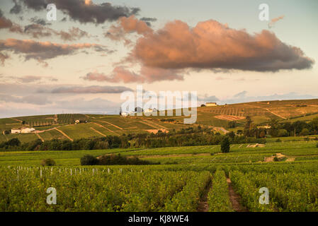 Weinberg in der Nähe des chenas, Burgund, Frankreich, Europa. Stockfoto