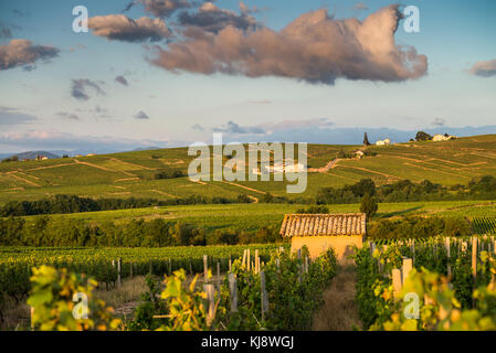 Weinberg in der Nähe des chenas, Burgund, Frankreich, Europa. Stockfoto