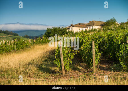 Weinberg in der Nähe des chenas, Burgund, Frankreich, Europa. Stockfoto