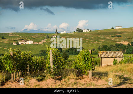 Weinberg in der Nähe des chenas, Burgund, Frankreich, Europa. Stockfoto