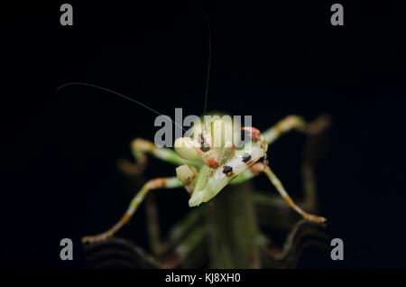 Männliche gebändert flower Mantis. theopropus elegans, Gottesanbeterinnen Malaysia. Auf schwarzem Hintergrund isoliert. Stockfoto