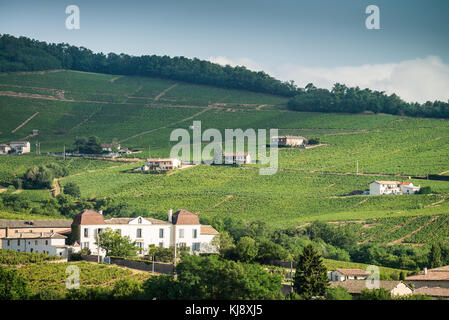 Weinberg in der Nähe des chenas, Burgund, Frankreich, Europa. Stockfoto