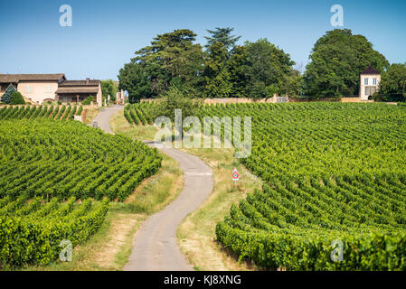 Weinberg in der Nähe des chenas, Burgund, Frankreich, Europa. Stockfoto