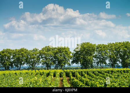 Die Weinberge der Côte de Beaune in der Nähe von Pommard, Burgund, Frankreich Stockfoto